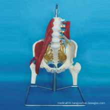 Human Natural Pelvis Anatomy Model with Medical Pathological Neuro Muscular